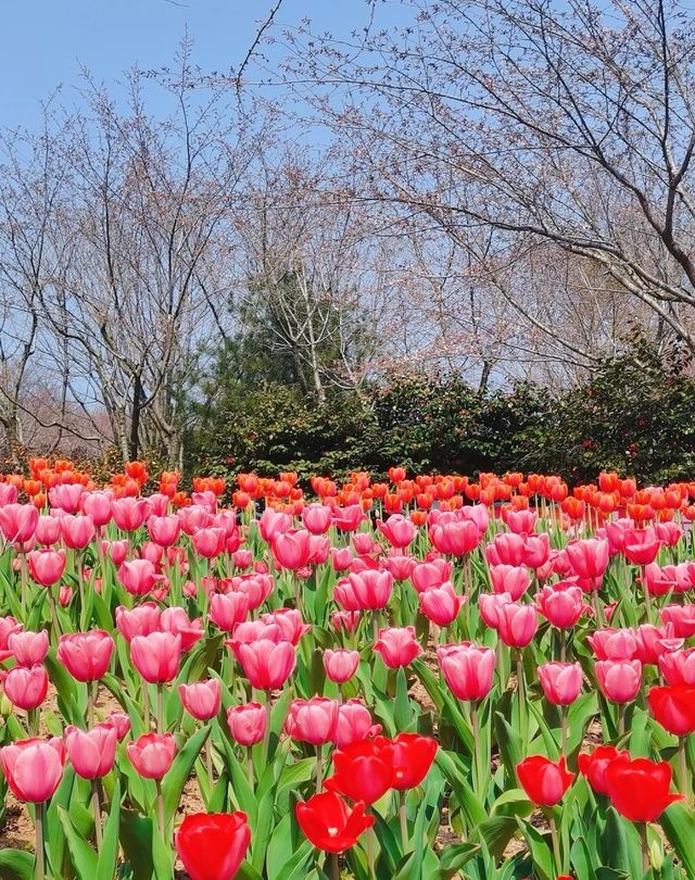 青島植物園，人少花又美