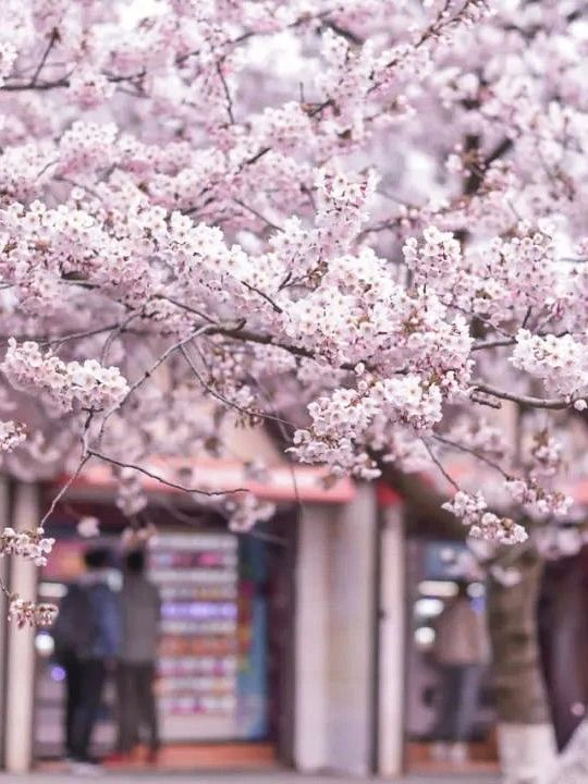 Cherry Blossom Delight at Zhongshan Park 🌸