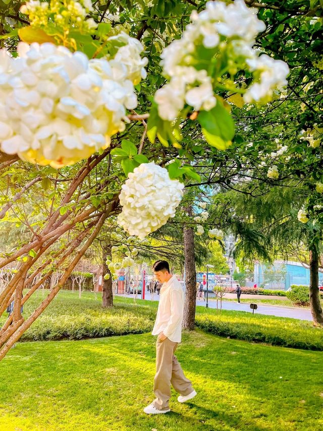 上海四月是開滿木繡球花的季節