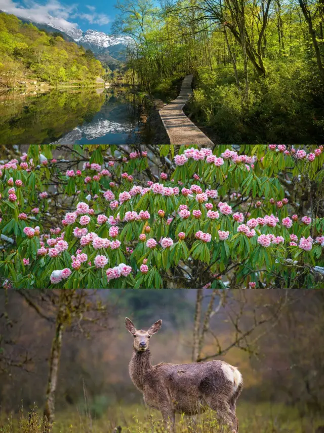 Chengdu Outskirts Travel | May Day hike in the primeval forest to embrace spring and enjoy the flowers