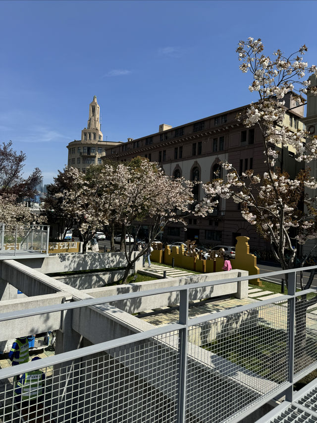 魔都賞花：蘇州河櫻花谷
