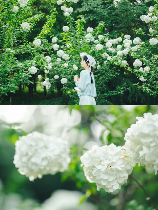 為什麼西安不宣傳這裡！仿彿走進莫奈花園…