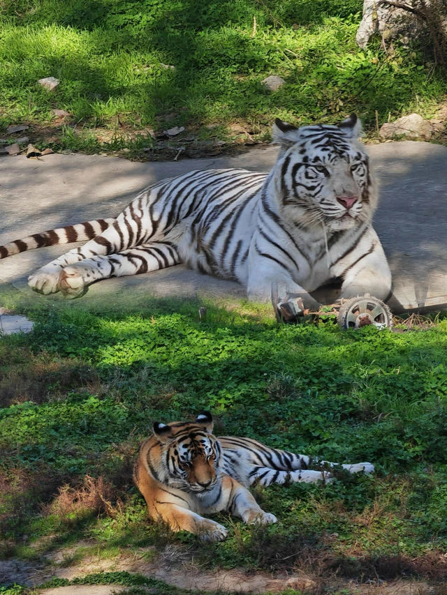 五一遛娃絕佳去處秦嶺野生動物園，生態王國