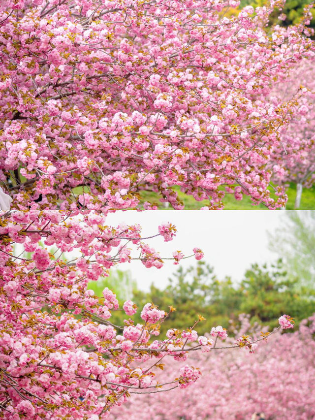 又發現一處好看的花花，朝陽公園櫻花谷