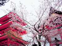 An Ancient Treasure Sakura