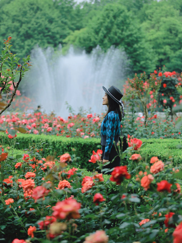 杭州花圃的4萬多棵月季已經成為了一片花海