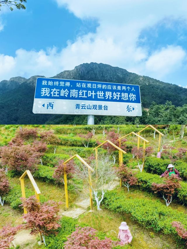 誰懂嶺南紅葉世界天空之境，世界的天空之境日落簡直太美啦！！