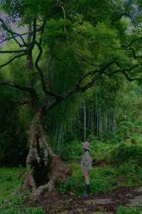 今天又被綠野仙踪治癒了|廣州少有的秘境魔幻森林