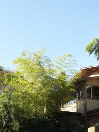 🌟 Hakone's Hidden Gem: Yama No Chaya 🌿🏨