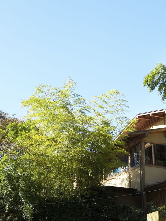 🌟 Hakone's Hidden Gem: Yama No Chaya 🌿🏨