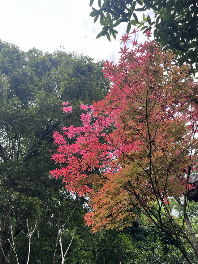 成都仙家重地！見到這隻鶴才算真正去過成都鶴鳴山