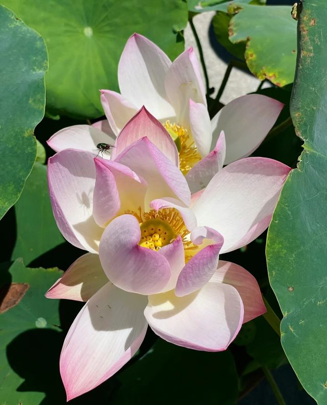 蓮花池公園～很幸運看到了的並蒂蓮