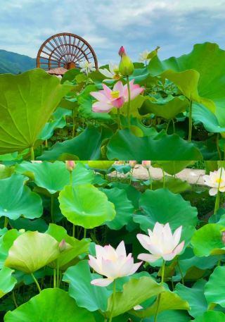 寧波賞荷