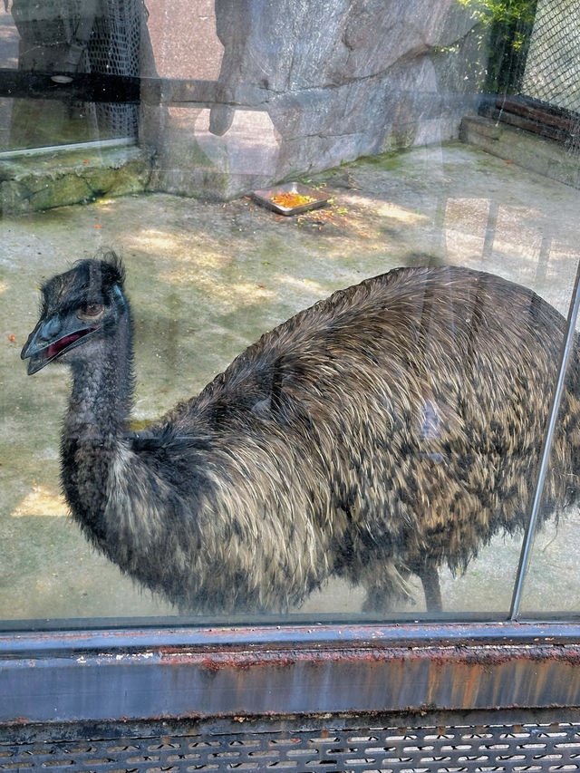 【中山公園】有中式庭院+動物園+相親角，得閒來逛逛吧