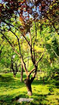 聽講西安豐慶公園錦簇芳菲，打卡過公園"山水綠叢中"才知曉。