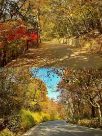 如果錯過了明孝陵的秋天,那該有多遺憾呀。