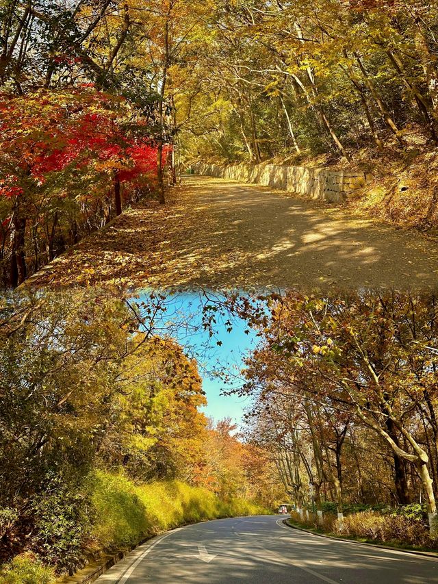 如果錯過了明孝陵的秋天,那該有多遺憾呀。