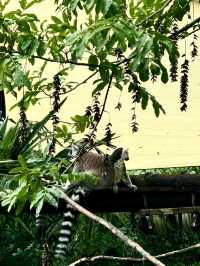 打卡紅山動物園｜去南京紅山動物園一定要提前知道的攻略。