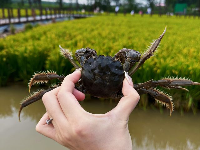 天津西青郊野公園 | 搭帳篷釣螃蟹。