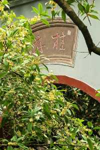 「香城」瀰漫桂花香。