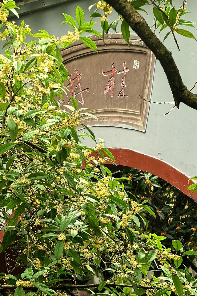 「香城」瀰漫桂花香。