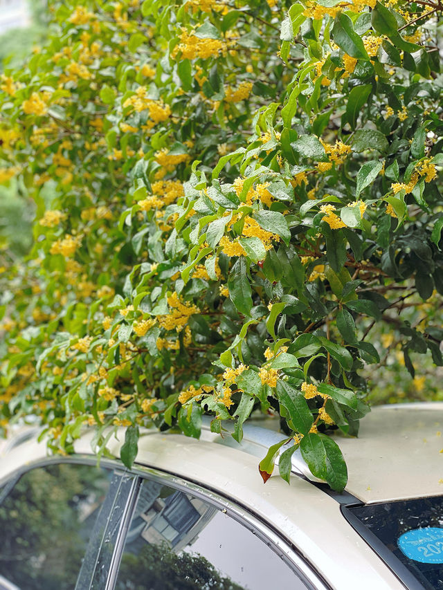 滿園桂雨！一起去尋覓那「桂花味」的秋天。