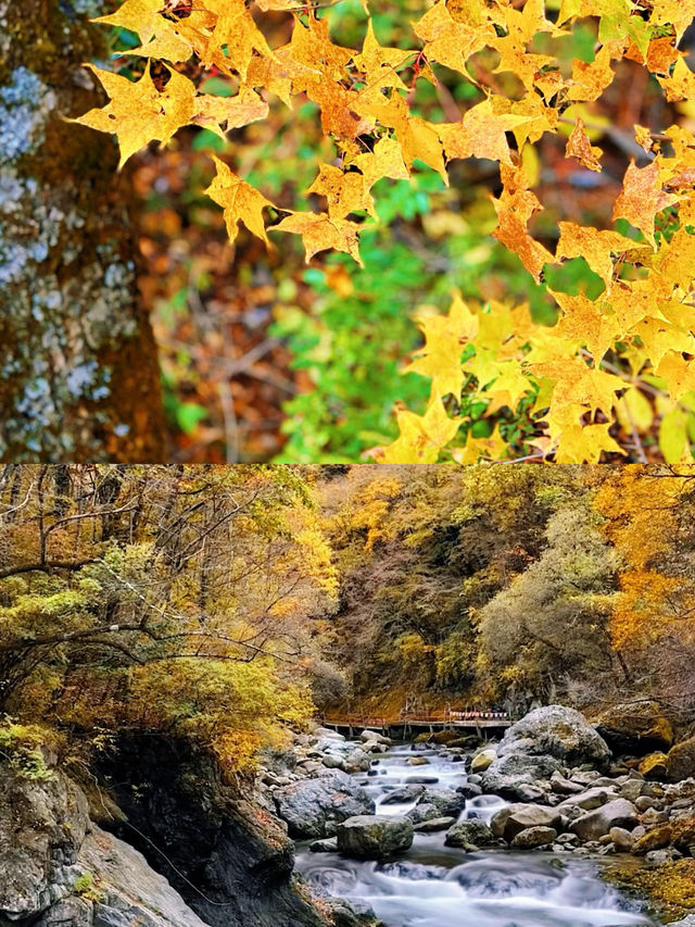 自駕黃柏塬，邂逅秦嶺最美秋景！。