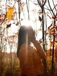 滿山紅遍日照金山紅葉谷太震撼了。