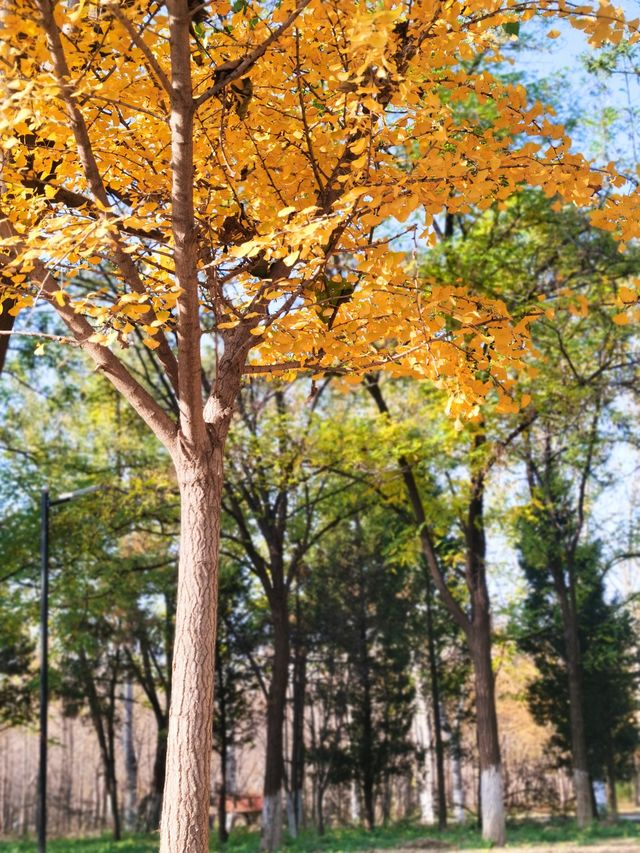 冷門賞秋公園：常營馬拉松體驗公園。