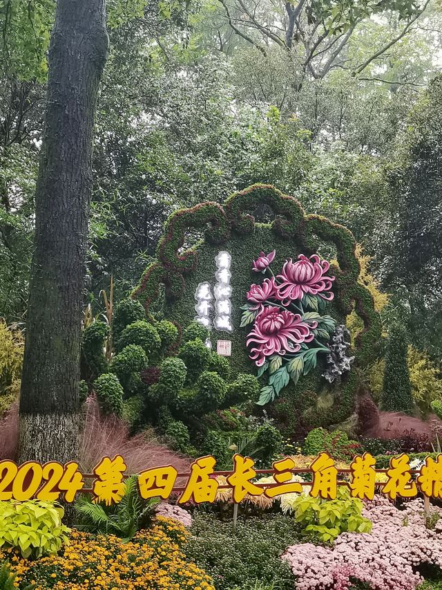 杭州植物園菊花展開展！附贈保姆級攻略。