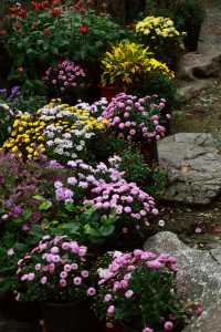 又到了醉白池最美的季節。