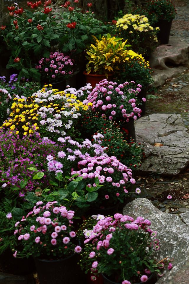 又到了醉白池最美的季節。 又到了醉白池最美的季節。