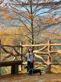酷酷酷酷酷~金錢松又到一年最美的季節。