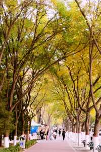 在銀川，去中山公園拾個秋天。