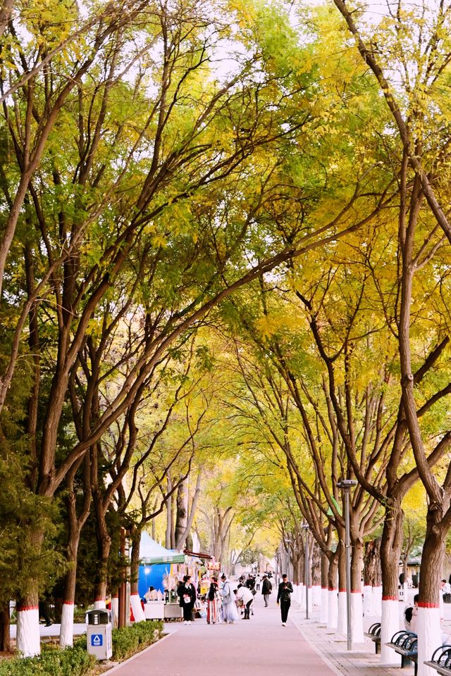 在銀川，去中山公園拾個秋天。