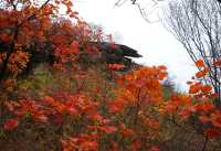 一場紅葉盛宴，這樣的坡峰嶺您願意來嗎？。