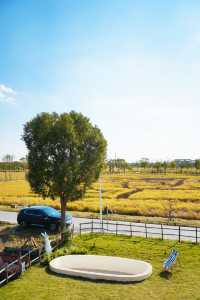 不敢相信上海也有喜洲版麥田就在李窯村。