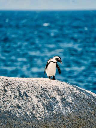 12-Day South Africa Tour: A Detailed Guide. 
