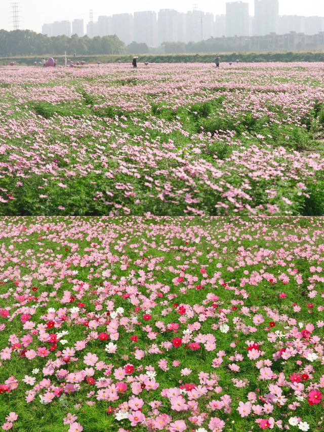 蘇州｜快去！ 百畝花海。