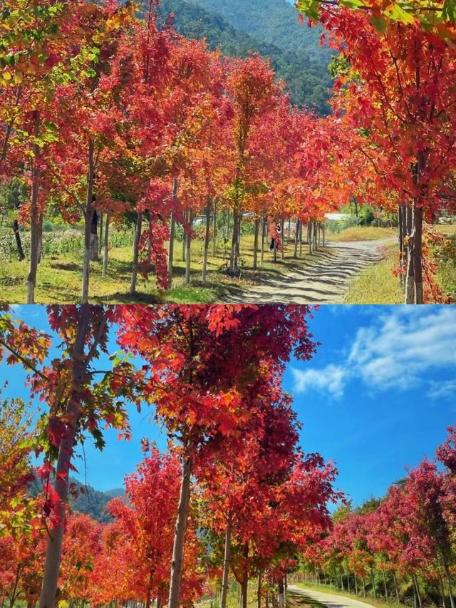 韶關帽子峰旅遊攻略廣東限定秋日浪漫。