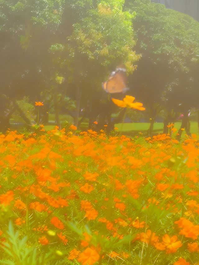 深圳公園|西麗生態公園。