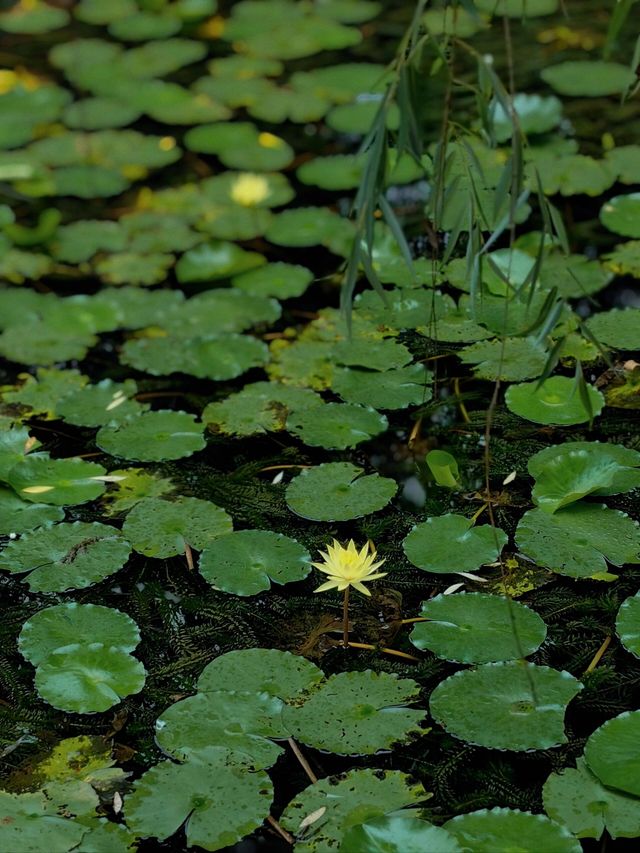 成都好逛的百花潭公園｜山水園林和城市錦繡的寫意。