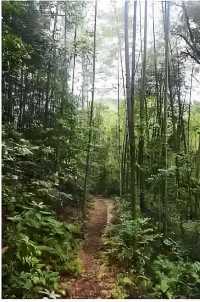 不去九寨溝，就來飛水寨，歸去不看水！。