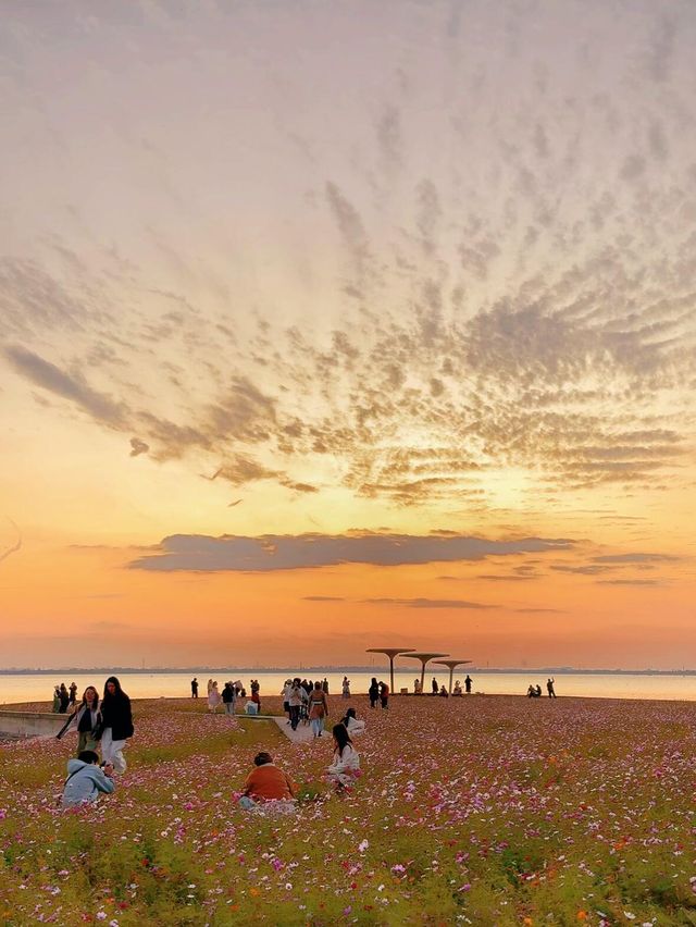 11.23直播｜淀山湖花海落日，出發前必看攻略。