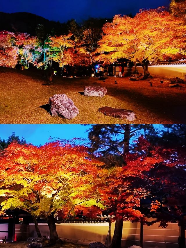 京都｜高台寺•紅葉季。