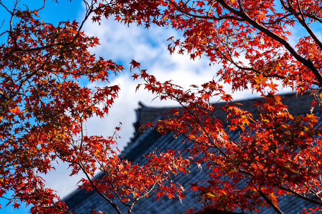 日本京都紅葉季7天攻略。