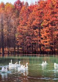 宜昌運河公園的秋天是一幅絢麗多彩的畫卷。