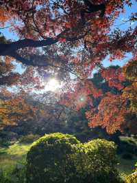 東京紅葉季｜Citywalk 賞紅葉攻略。