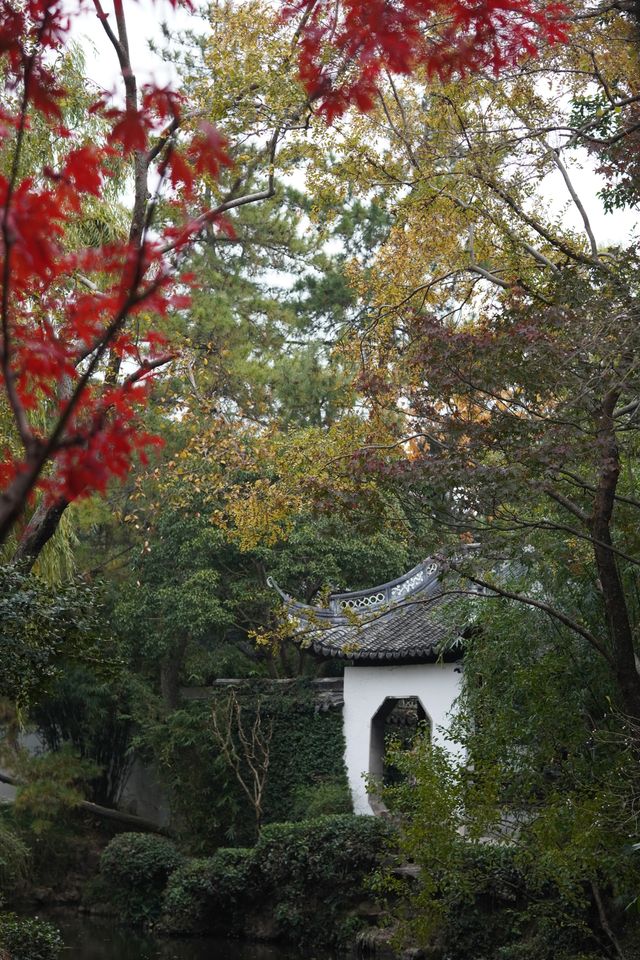 魔都覓秋|去秋霞圃感受秋色紅楓天花板