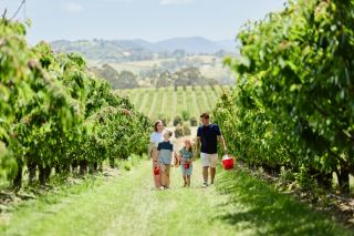 Cherry-picking in Australia